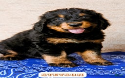 Bernedoodle dogs for sale: Stetson - Image 12