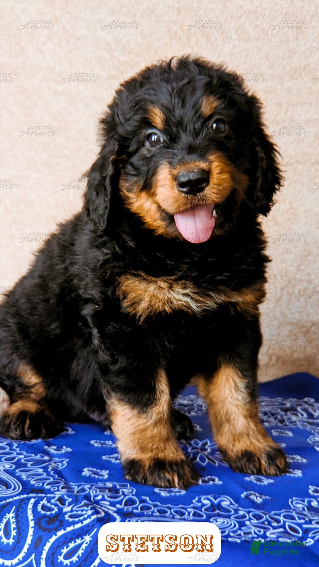 Bernedoodle dogs for sale: Stetson - Image 12