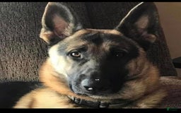 German Shepherd dogs for sale: New Litter Coming I Enclosed Pictures Of Puppies From Our First Litter - Image 8
