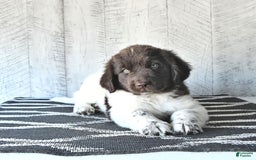 Newfoundland dogs for sale: Jade - Image 7