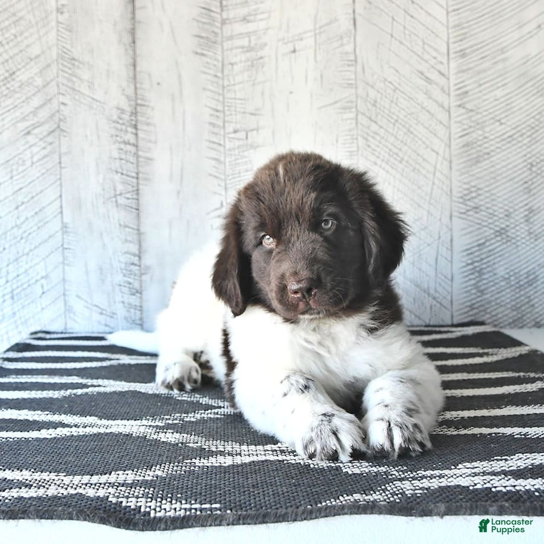 Newfoundland dogs for sale: Jade - Image 7