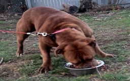 Olde English Bulldogge dogs for sale: Olde English Bulldogge 3 puppies - Image 15