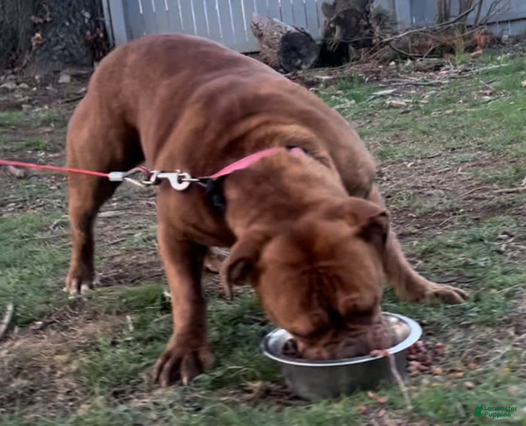 Olde English Bulldogge dogs for sale: Olde English Bulldogge 3 puppies - Image 15