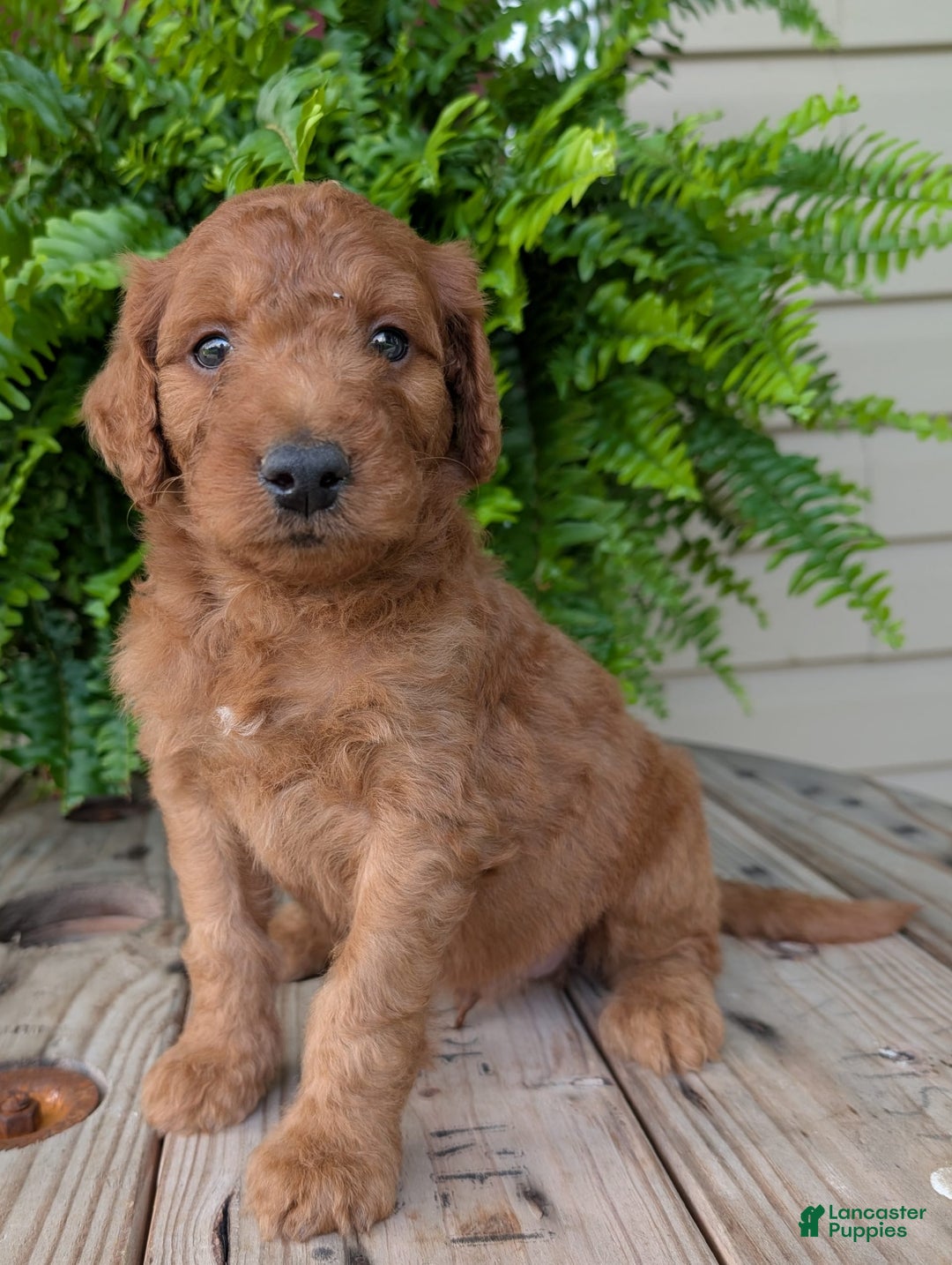 Goldendoodle dogs for sale: Dash - Image 34