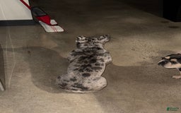 French Bulldog dogs for sale: Dior - Image 11