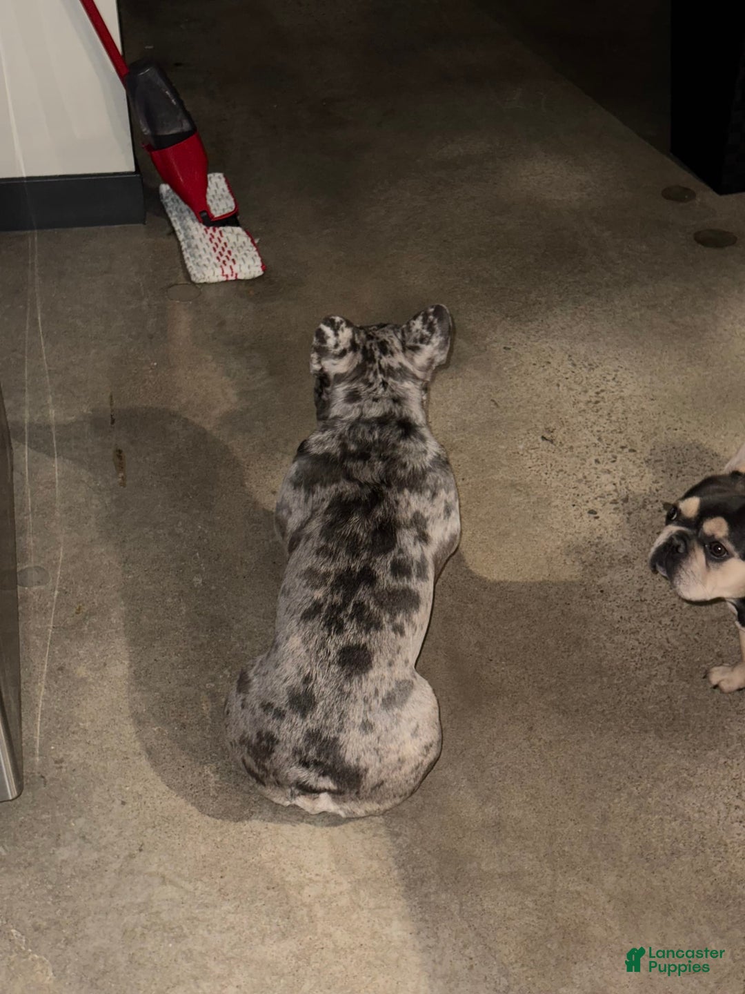 French Bulldog dogs for sale: Dior - Image 11