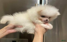 Pomeranian dogs for sale: Simon - Image 6