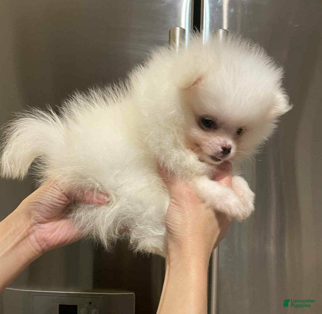 Pomeranian dogs for sale: Simon - Image 6