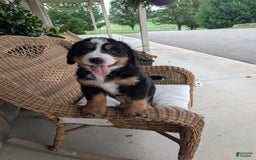 Bernese Mountain Dog dogs for sale: Jake - Image 1