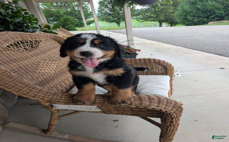 Bernese Mountain Dog dogs for sale - Ad 1