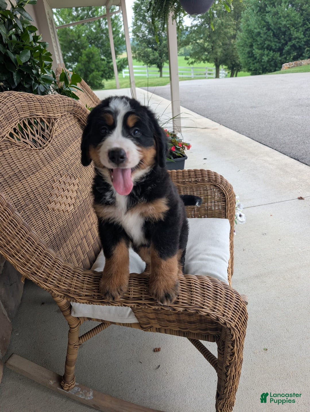Bernese Mountain Dog dogs for sale: Jake - Image 1
