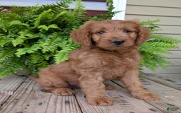Goldendoodle dogs for sale: Ben - Image 4
