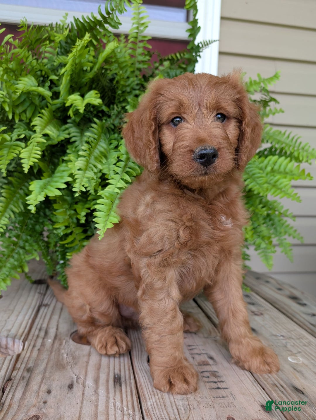 Goldendoodle dogs for sale: Ben - Image 4