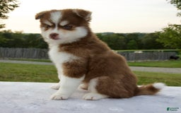 Pomsky dogs for sale: Raina - Image 2