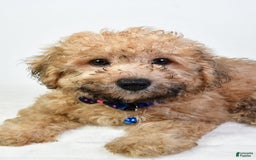 Bichpoo dogs for sale: Austin - Image 1