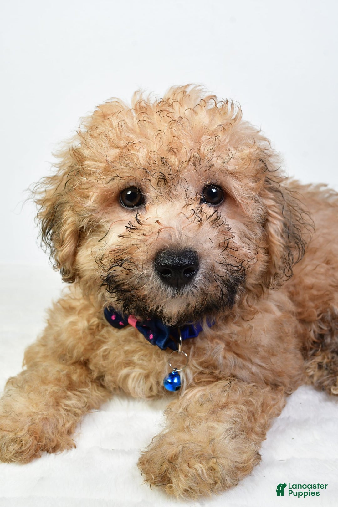 Bichpoo dogs for sale: Austin - Image 1