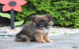 Pomeranian dogs for sale: Pomeranian 5 puppies - Image 5