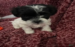 Teddy Bear dogs for sale: Princess - Image 8