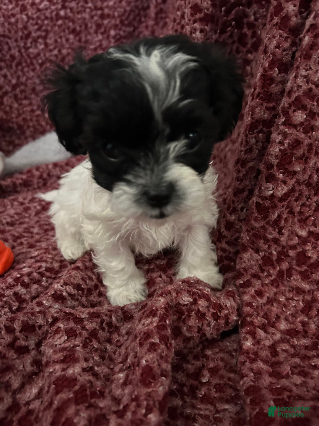 Teddy Bear dogs for sale: Princess - Image 8