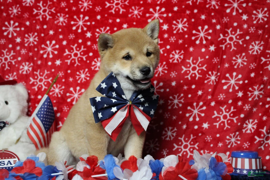 Shiba Inu dogs for sale: Larry - Image 60
