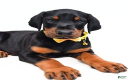 Doberman Pinscher dogs for sale: Marley - Image 3