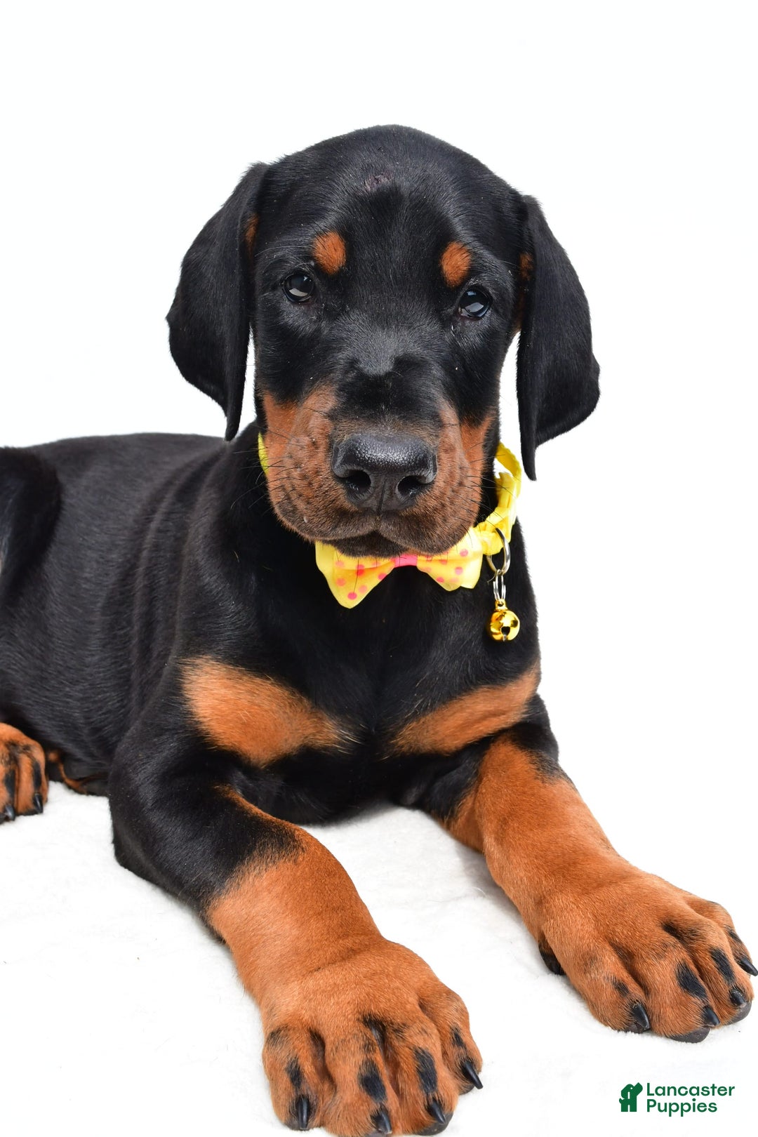 Doberman Pinscher dogs for sale: Marley - Image 3