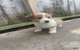 Welsh Corgi Pembroke dogs for sale: Octavia - Image 3