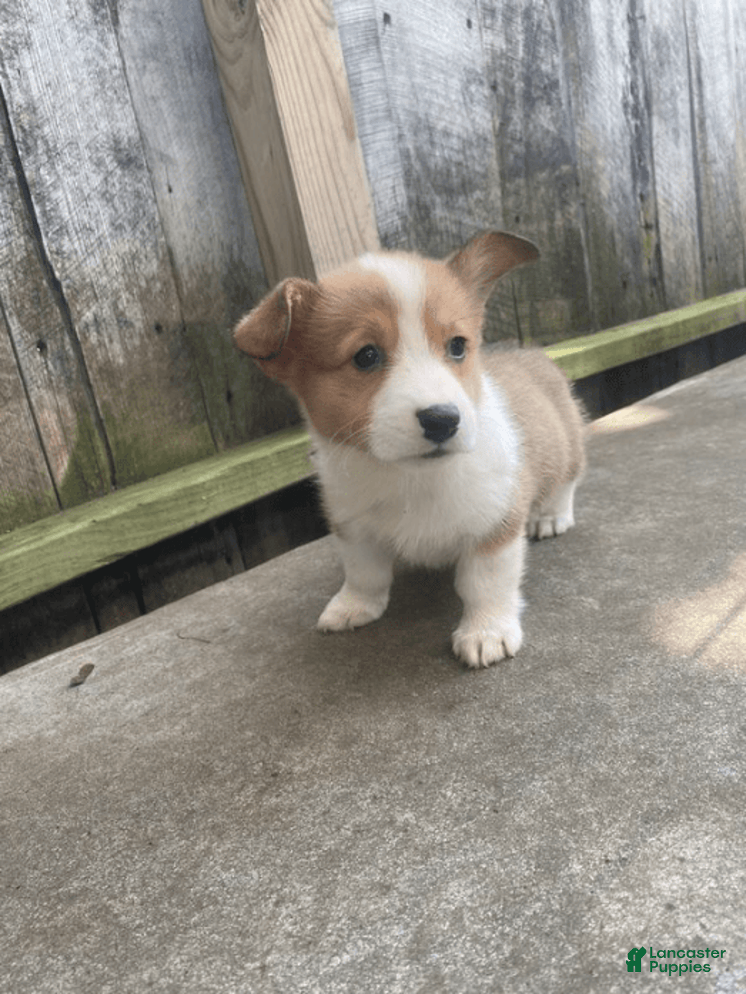 Welsh Corgi Pembroke dogs for sale: Octavia - Image 3