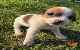 Jack Russell Terrier dogs for sale: Mila - Image 3