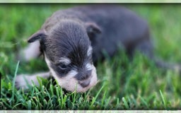 Miniature Schnauzer dogs for sale: Jack - Image 9