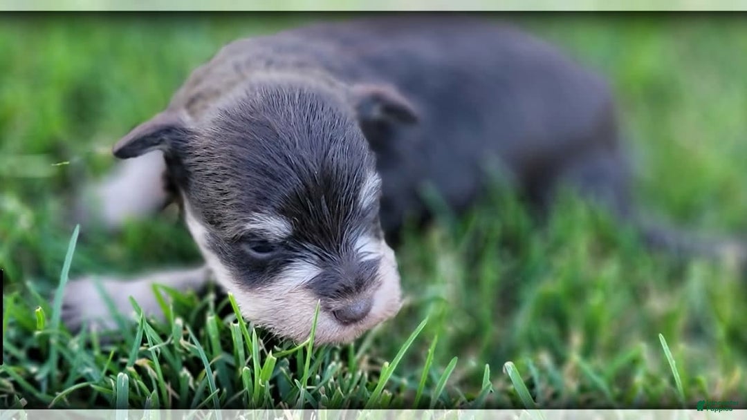 Miniature Schnauzer dogs for sale: Jack - Image 9