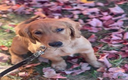 Golden Retriever dogs for sale: Rambo - Image 1