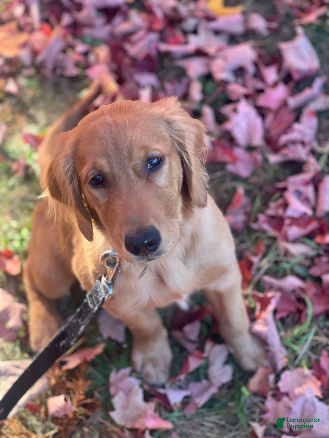 Golden Retriever dogs for sale: Rambo - Image 1