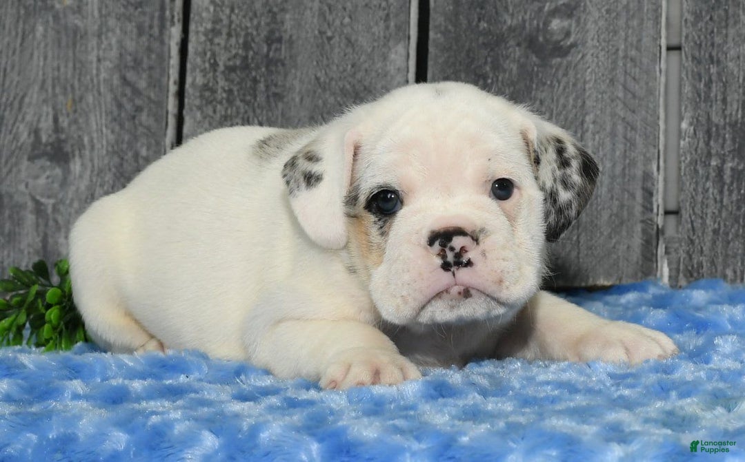 Beabull dogs for sale: Irving - Image 2