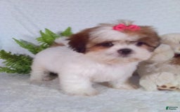 Shih Tzu dogs for sale: Baby - Image 15