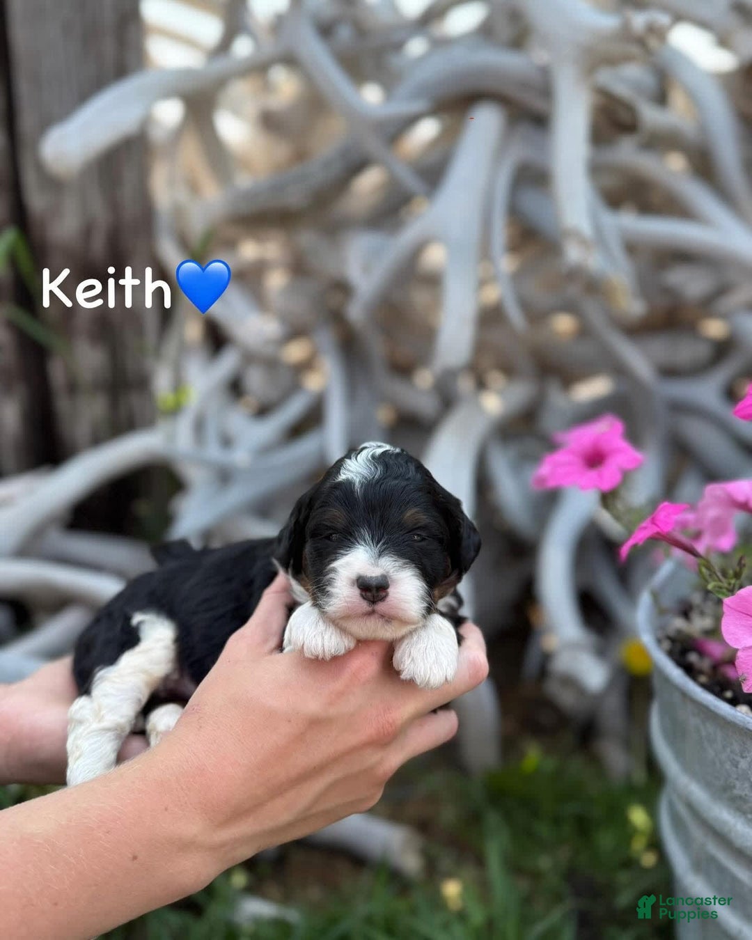 Aussiedoodle dogs for sale: Keith - Image 1