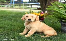 Goldador dogs for sale: Sophie - Image 1