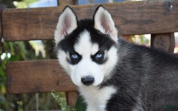Siberian Husky dogs for sale: Stitch - Image 2