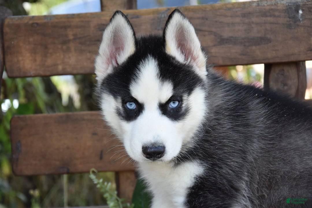 Siberian Husky dogs for sale: Stitch - Image 2