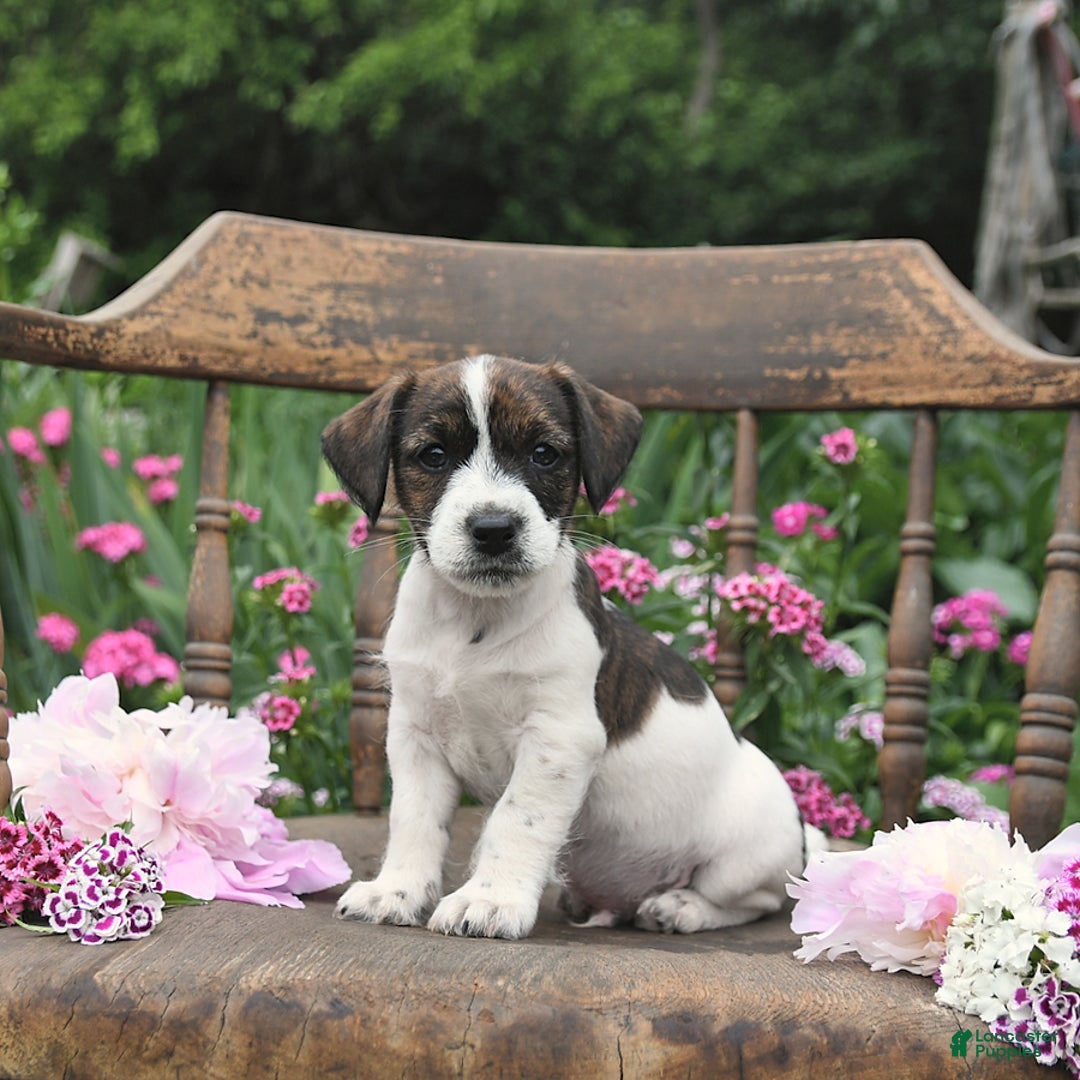 Jack Russell Terrier dogs for sale: Ben - Image 1