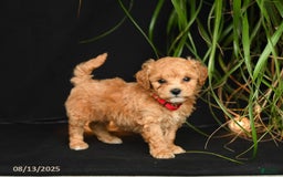 Teddy Bear dogs for sale: Rio - Image 1