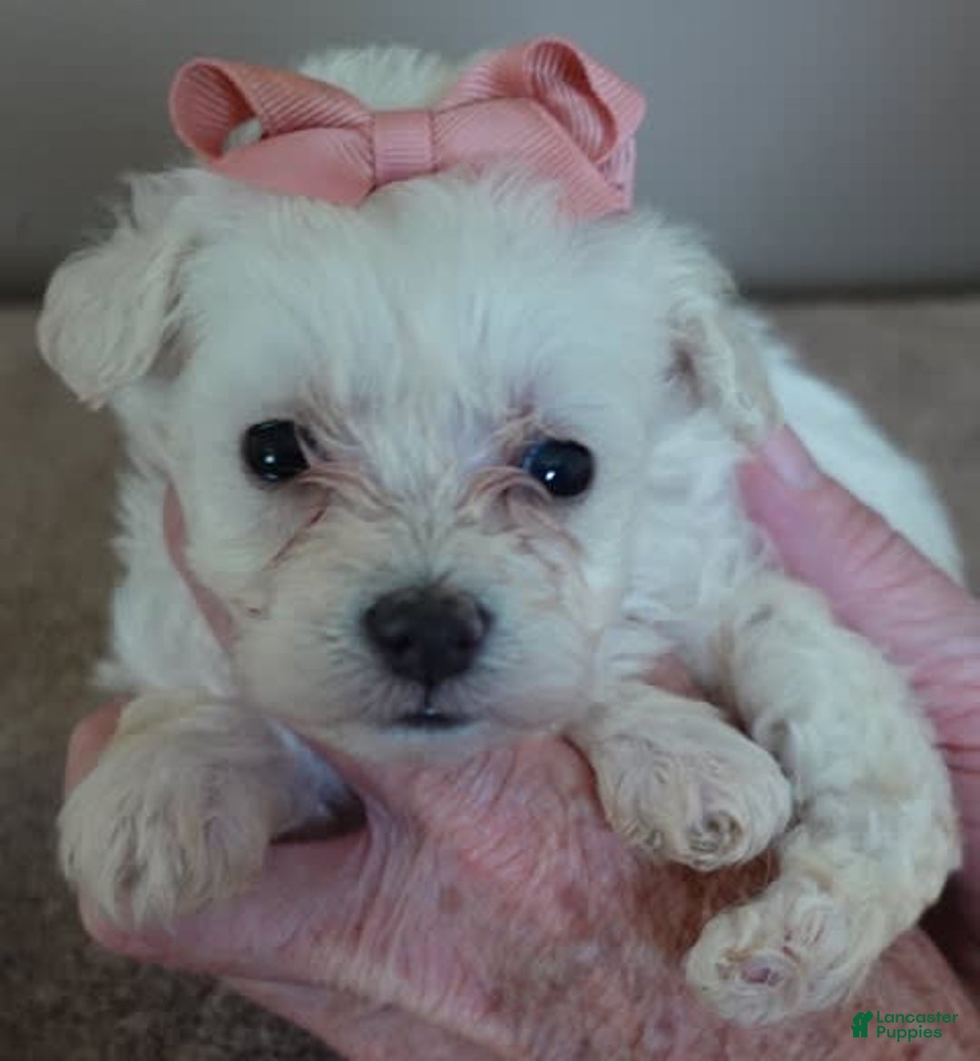 Maltipoo dogs for sale: Amara - Image 4