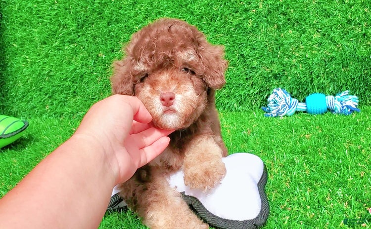 Maltipoo dogs for sale - Ad 1