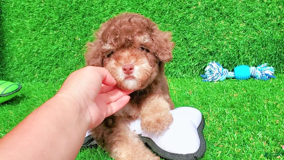 Maltipoo dogs for sale: Coconut - Image 1