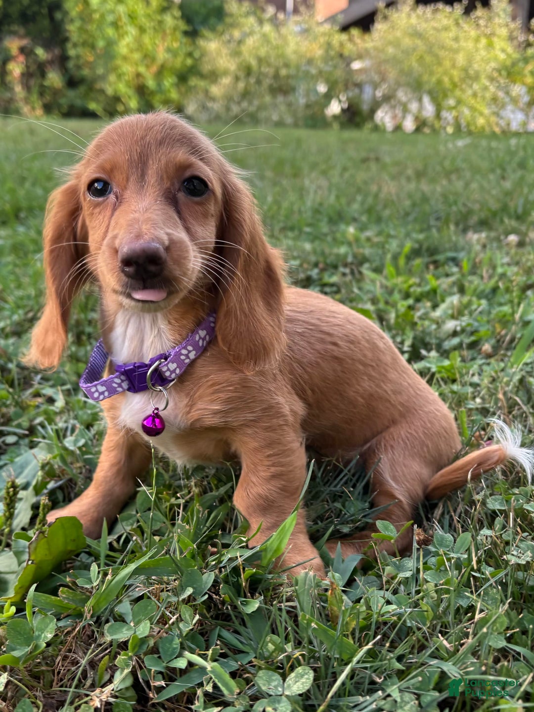 Miniature Dachshund dogs for sale: Toast - Image 3