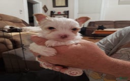 Yorkshire Terrier dogs for sale: Dixon - Image 1