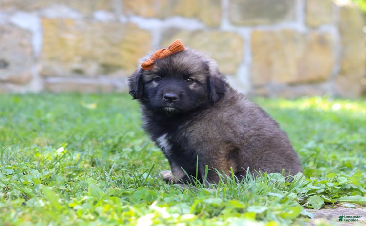 Newfoundland dogs for sale - Ad 4
