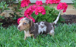 Dachshund dogs for sale: Xander - Image 5