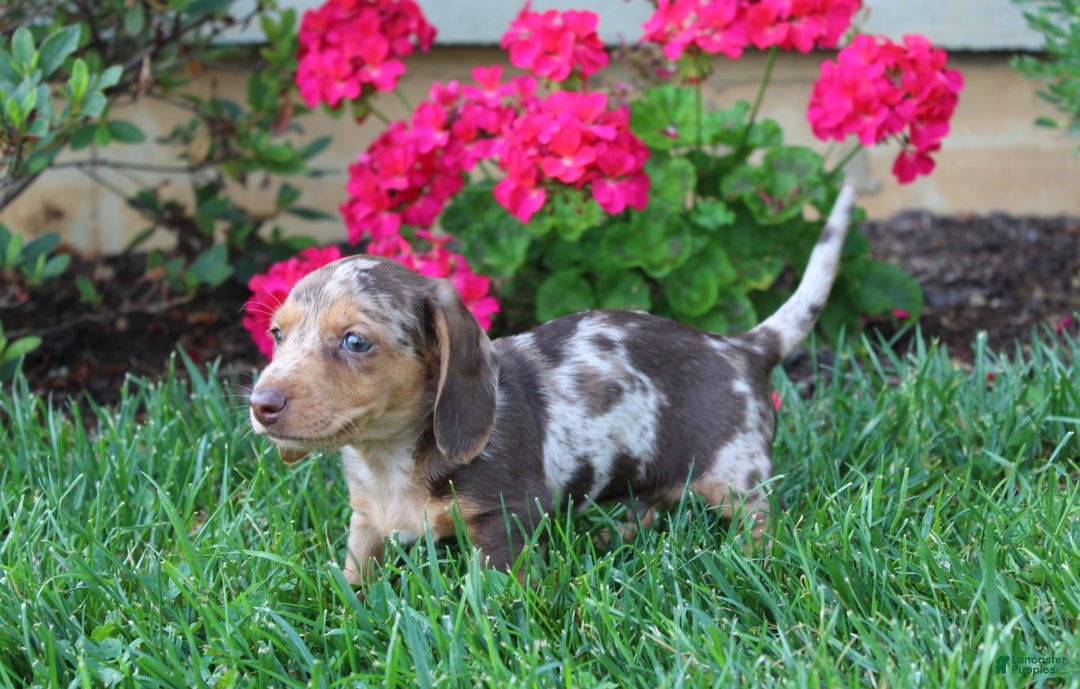 Dachshund dogs for sale: Xander - Image 5