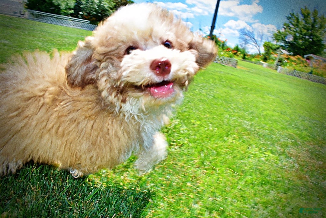 Havapoo dogs for sale: Webster - Image 12